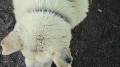 A close-up of the muzzle of a dirty, homeless street dog. Close-up of a dirty 動画素材 332763441