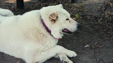 A close-up of the muzzle of a dirty, homeless street dog. Close-up of a dirty 動画素材 332763466