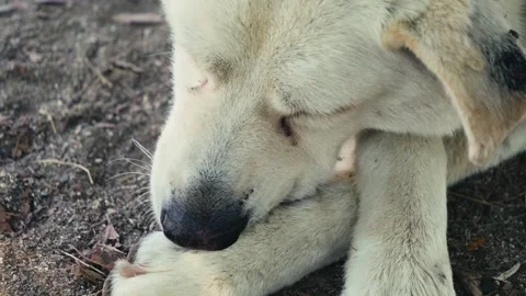 A close-up of the muzzle of a dirty, homeless street dog. The dog put its head Stock Footage 334921093