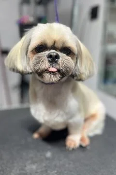 Close muzzle dog breed shih tzu.  pet with open mouth and pink tongue Stock Photos