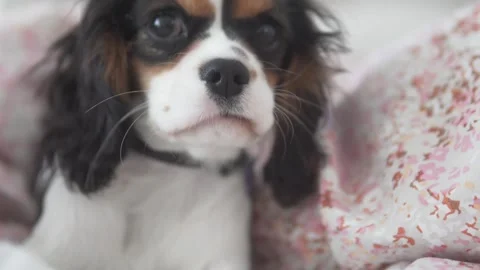 Close-up of the muzzle of the dog Kings Charles Spaniel in the bed Stock Footage 306841498