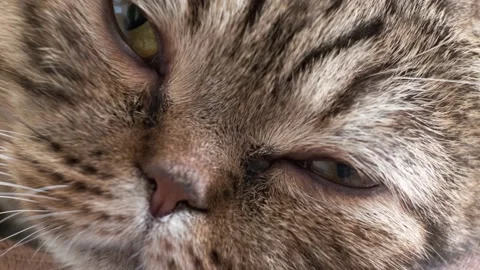 Close-up of muzzle of a domestic cat of Scottish Fold breed,, lies, watching. Stock Footage 141714754