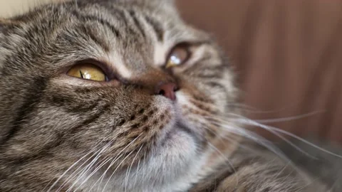 Close-up of muzzle of a domestic cat of Scottish Fold breed,, lies, watching. Stock Footage 141714775