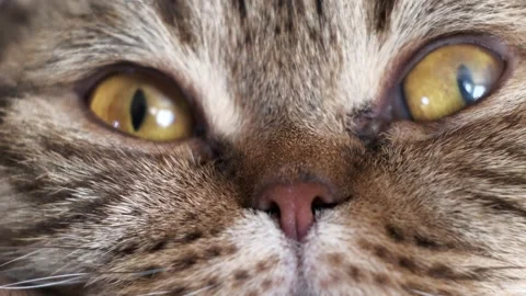 Close-up of muzzle of a domestic cat of Scottish Fold breed,, lies, watching. Video stock 141782256