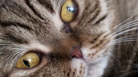 Close-up of muzzle of a domestic cat of Scottish Fold breed,, lies, watching. Stock Footage 142012452