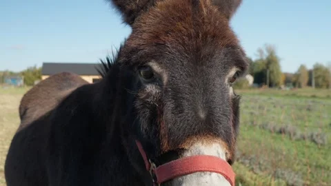 Close-up of the muzzle of a donkey with soft fur and intelligent expressive eyes Stock Footage 290012173