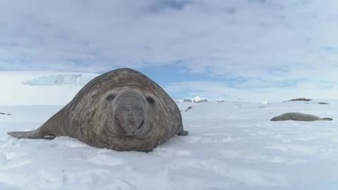 Close-up muzzle of Elephant seal lying on snow. Stock Photos