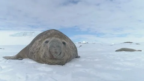 Close-up muzzle of Elephant seal lying on snow. Stock Photos