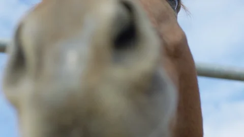 Close up of the muzzle Stock Footage 86768032