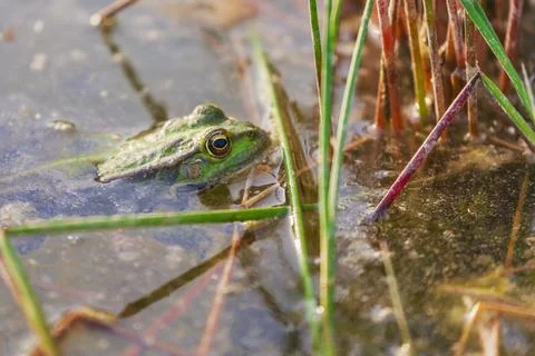 Close-up of the muzzle of a frog crouching between the grass of a pond Stock Photos