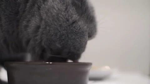 Close-up of a muzzle of a gray long-haired fluffy cat of the British breed Stock Footage 88244468