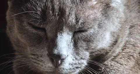Close-up of the muzzle of a gray sleeping cat illuminated by the sun Stock Footage 218950452