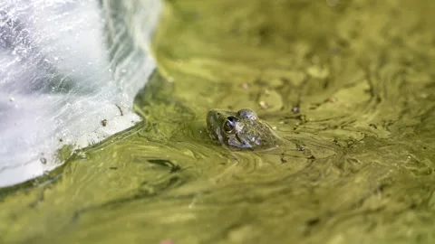 Close-up of the muzzle of a green frog peeking out of a swamp. Stock Footage 247462847