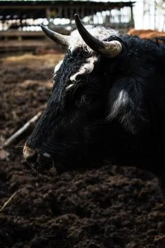 Close-up of the muzzle of a Hereford cow in a paddock, among mud and hay. Lon Stock Photos