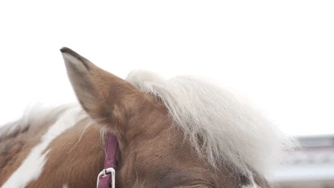 Close-up of the muzzle of a horse Stock Footage 128172142