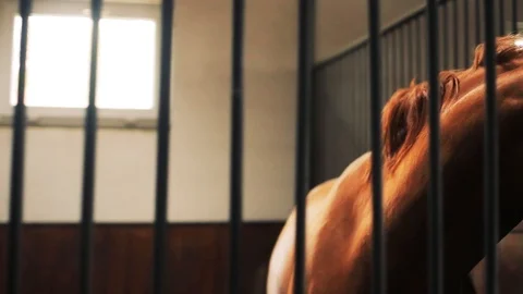 Close up muzzle of the horse in the stables competition nature ride stallion Video stock 98643698