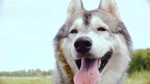 A close-up of a muzzle of a Husky dog during an outing on nature. Stock Footage 80271629