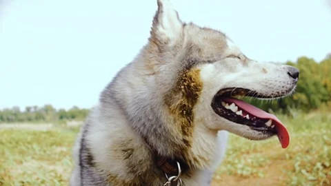 A close-up of a muzzle of a Husky dog during an outing on nature. Stock Footage 80271823