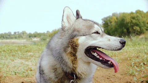 A close-up of a muzzle of a Husky dog during an outing on nature. Stock Footage 80272087