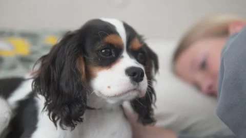 Close-up of the muzzle of a Kings Charles Spaniel puppy in bed with a sleeping Stock Footage 308872260
