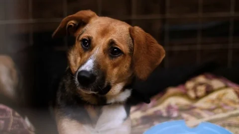 Close-up of muzzle of mongrel dog living in an enclosure of animal shelter. HD Stock-Footage 76548278