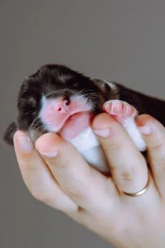 Close-up of muzzle of newborn Welsh corgi puppy that lies on woman's palm. Gr Foto stock