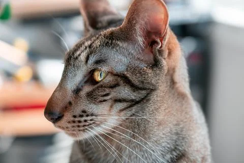 Close-Up Of Muzzle Of Oriental Cat. Serious, Adult And Tabby Cat With The Stock Photos