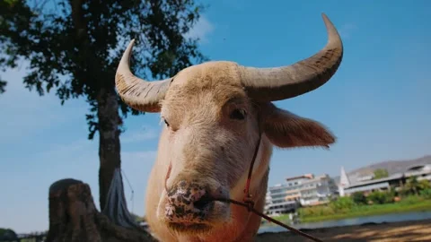 Close up of muzzle pink water buffalo, standing on riverbank kwai river 스톡 동영상 317191793