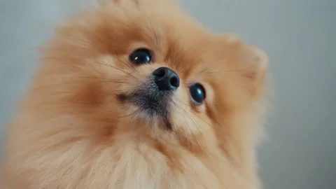 Close-up of the muzzle of a pomeranian dog Video stock 174715182