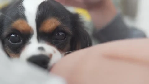 Close-up of muzzle puppy kings charles spaniel licking the leg of the lady of Stock Footage 309243126
