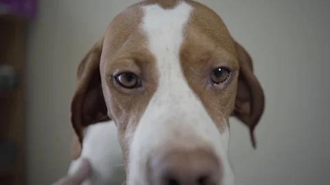 Close up the muzzle of sad pointer dog with brown spots looking in the camera Stock Footage 107385165