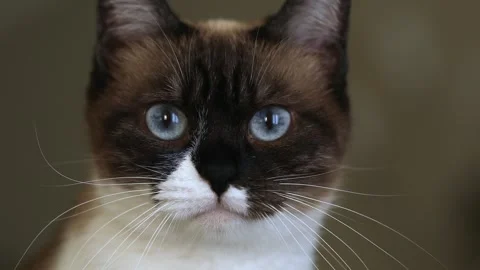 Close-up of the muzzle of a siamese cat, macro, portrait. Stock Footage 243755569