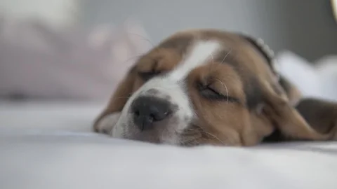 A close-up of the muzzle of a sleeping beagle puppy in bed Stock Footage 129008772