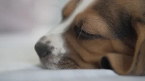A close-up of the muzzle of a sleeping beagle puppy Stock Footage 129901952