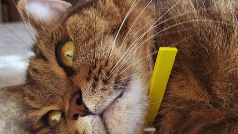 Close-up of the muzzle of a sleeping red tabby cat with a green collar lying Stock-Footage 330515795
