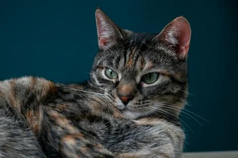 Close-Up Of Muzzle Of Tabby Cat Stock Photos