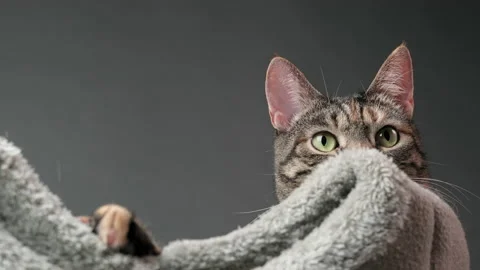 Close-Up Of Muzzle Of Tabby Cat Who Is Lying In Her Gray Bed And Lazily Looking Stock Footage 236249075