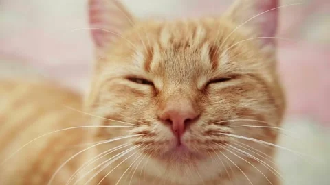 Close-up of the muzzle of a tabby ginger fluffy cat with big green eyes, looking Video stock 220790846
