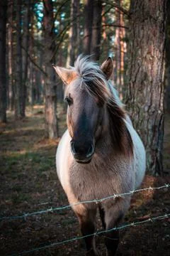 Close-up of the muzzle of a well-groomed gray Polish equestrian, gray horse i Stock Photos