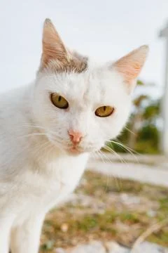Close-up of the muzzle of a white cat with a gray ear on a blurred background of 스톡 사진