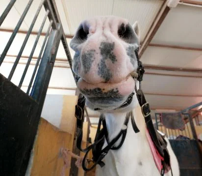Close up muzzle of white horse Stock Photos
