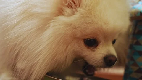 Close-up. The muzzle of a white spitz dog gnawing dry food from a bowl.  Stock Footage 327465971