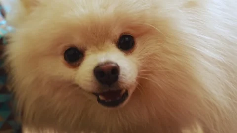 Close-up. The muzzle of a white spitz dog gnawing dry food from a bowl.  Stock Footage 328220382