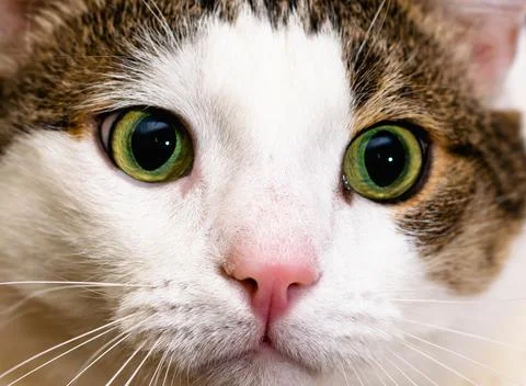 Close-up of the muzzle of a white-striped cat with bright green eyes Foto stock
