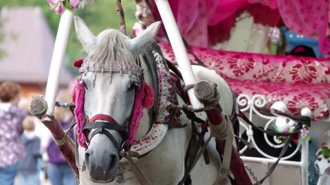 Close-up of the muzzle of a white tribal horse. Video stock 139084825