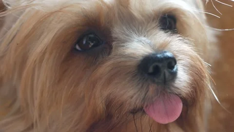 Close-up of the muzzle of a yoksher terrier dog. Dog loyalty theme. The dog is w Video stock 158586869