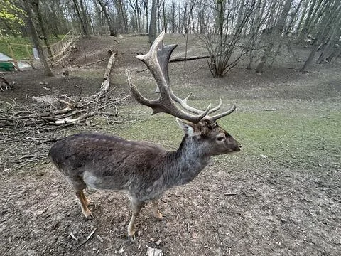 Close-up of the muzzle of a young deer. A deer with antlers walks in the fo.. Stock Photos