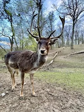 Close-up of the muzzle of a young deer. A deer with antlers walks in the fo.. Stock Photos