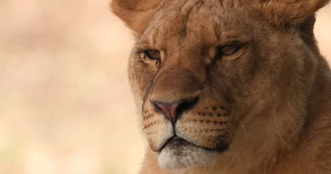 Close-up of muzzle of young lioness, slow motion 120 fps Stock Footage 251728205
