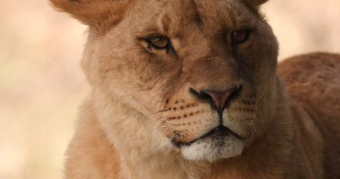 Close-up of muzzle of young lioness, slow motion 120 fps Stock Footage 251728218
